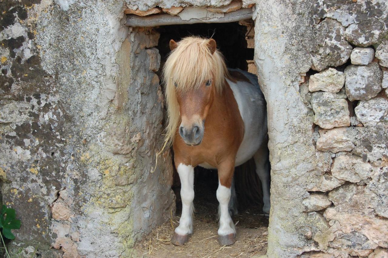 Finca Sa Cova Vella Manacor  Zewnętrze zdjęcie