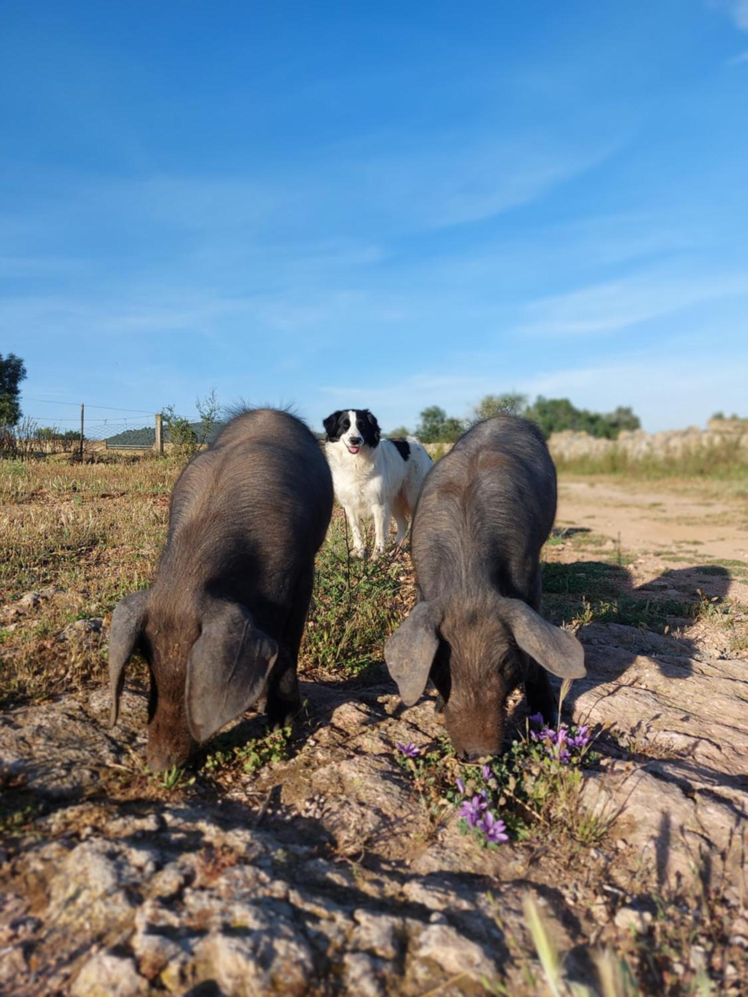 Finca Sa Cova Vella Manacor  Zewnętrze zdjęcie