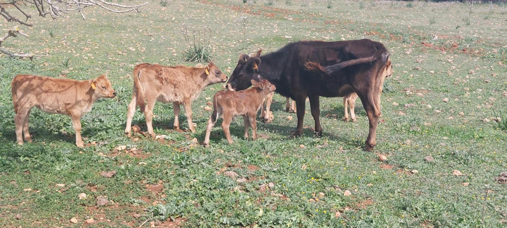 Finca Sa Cova Vella Manacor  Zewnętrze zdjęcie